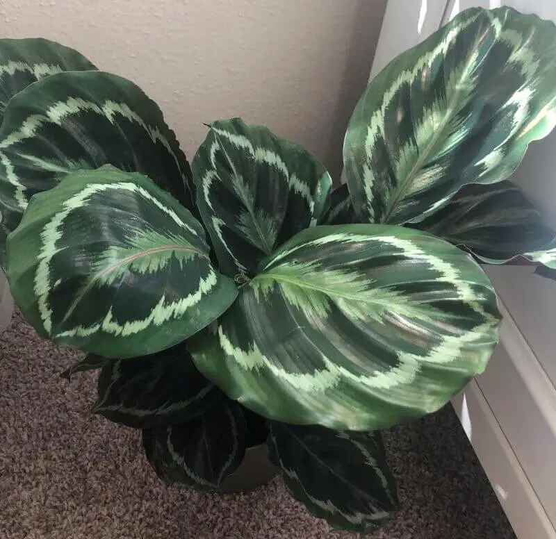 Calathea Veitchiana