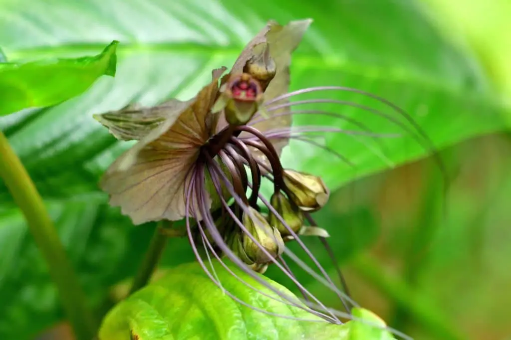 Bat Flower (Tacca chantrieri).