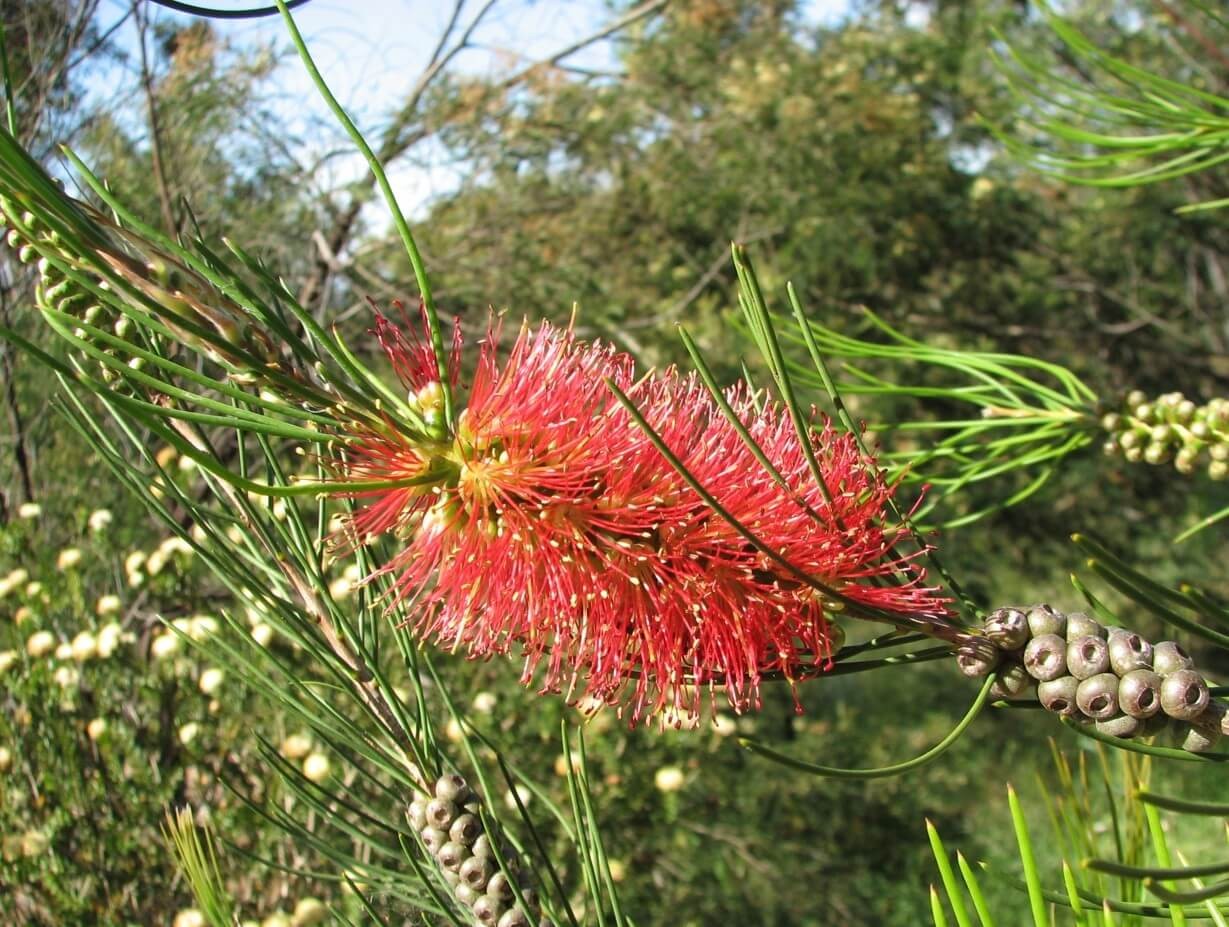 Needle bottlebrush (Callistemon teretifolius)