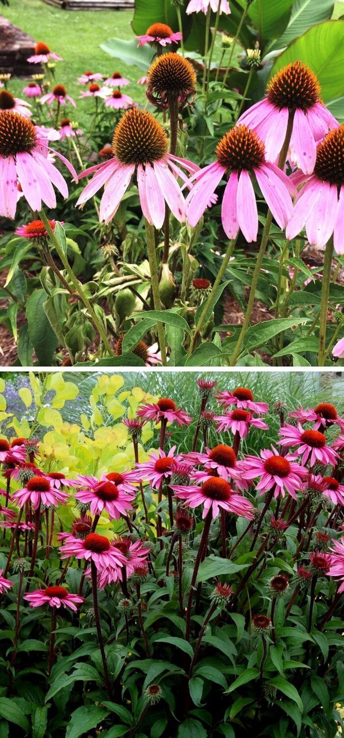 Coneflowers (Echinacea)