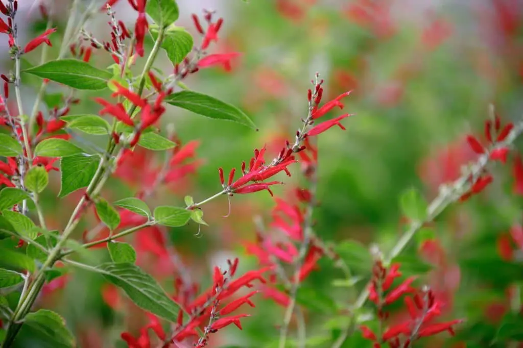 Pineapple Sage (Salvia elegans).