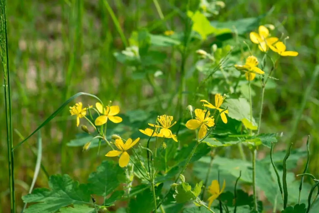 Greater Celandine (Chelidonium majus).