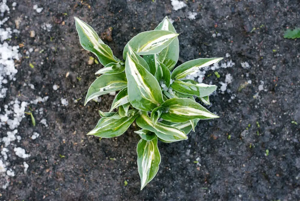 Striptease Hosta