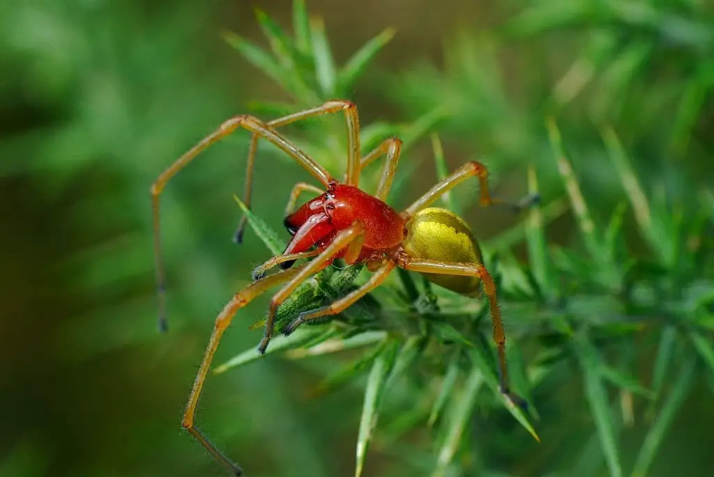 Yellow sac spiders (Cheiracanthium inclusum)