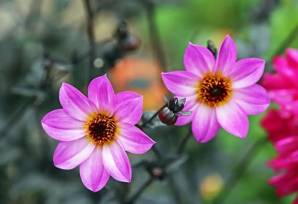 Dahlia ‘Magenta Star’.