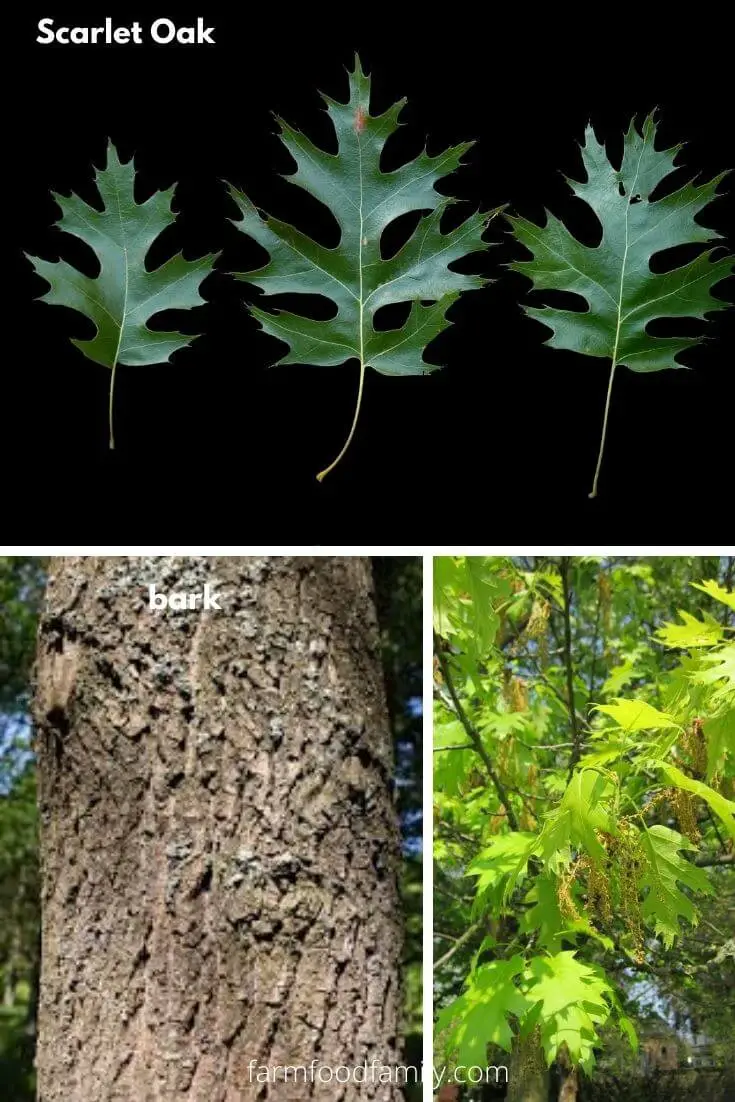 Scarlet Oak (Quercus coccinea)