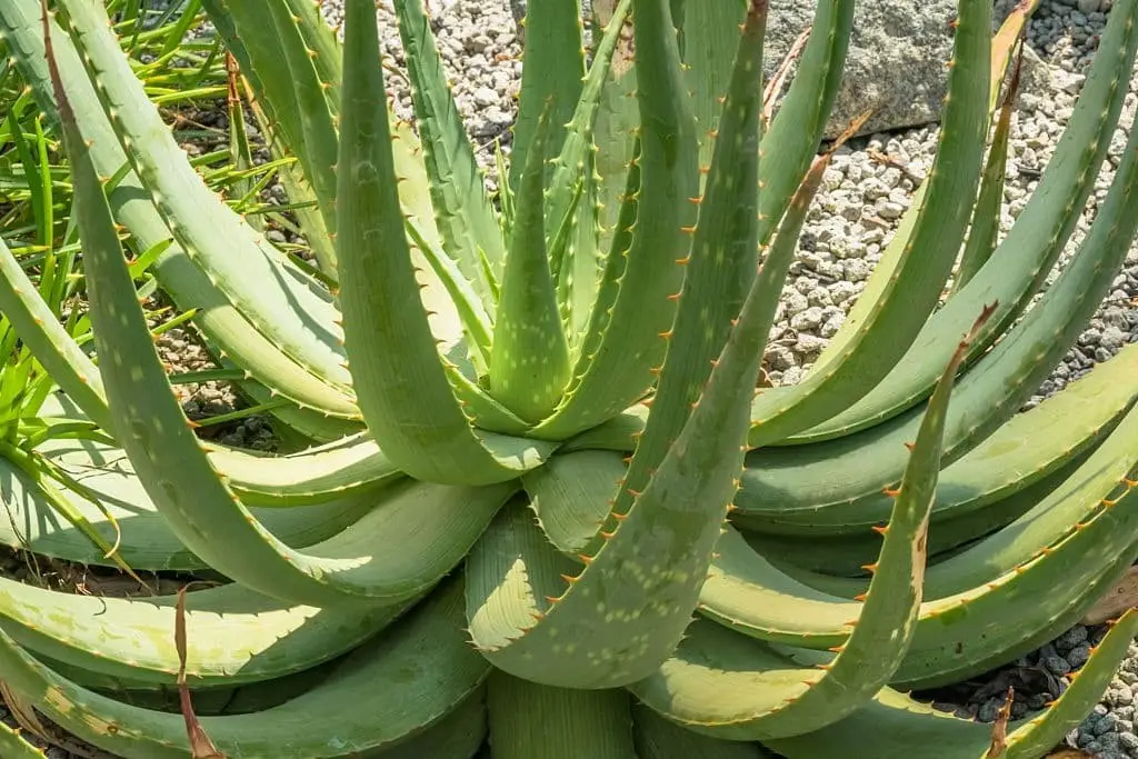 Sand Aloe (Aloe hereroensis)