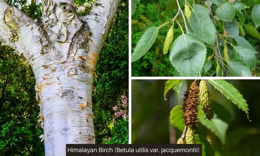 Himalayan Birch (Betula utilis var. jacquemontii)