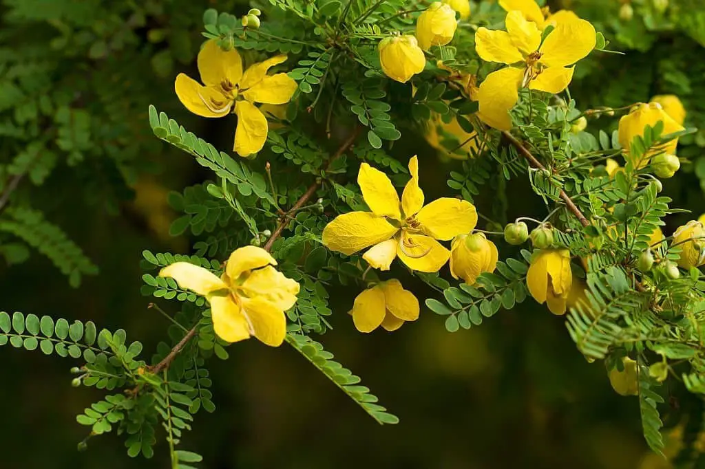 Cassia Tree (Senna polyphylla).