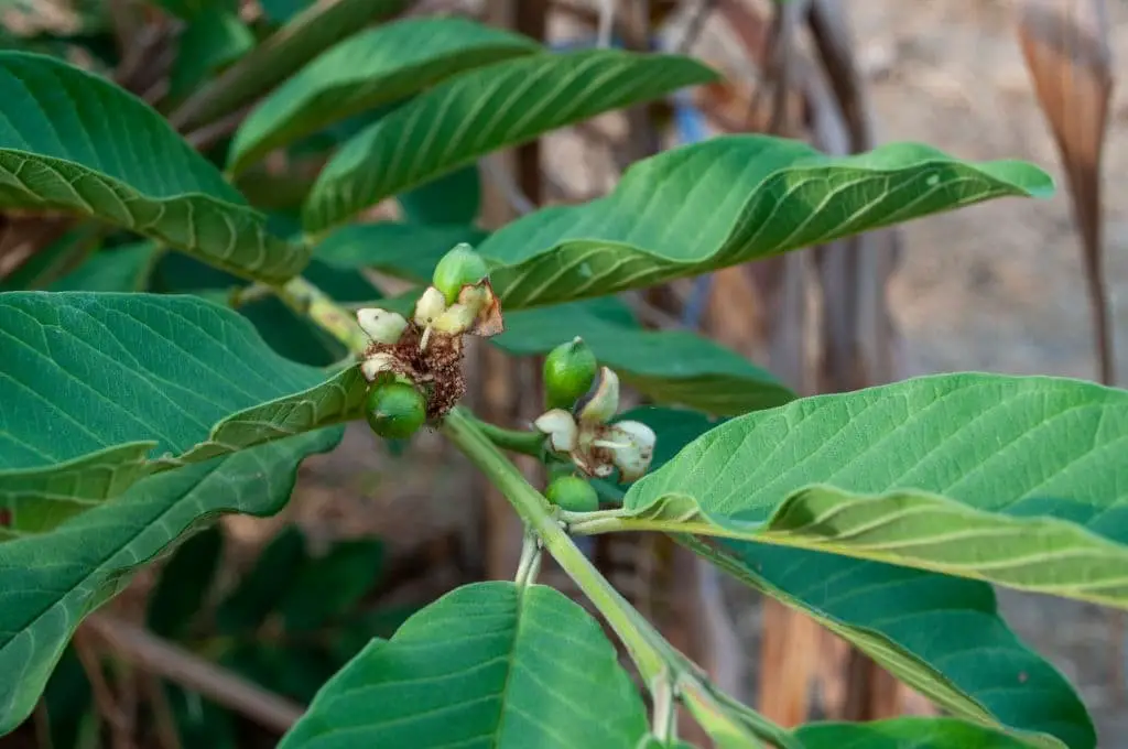 Wild guava