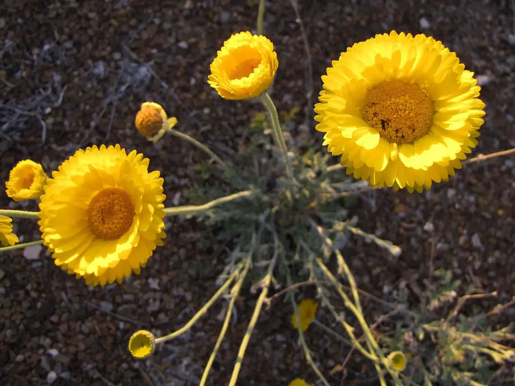 Desert Marigold (Baileya multiradiata)