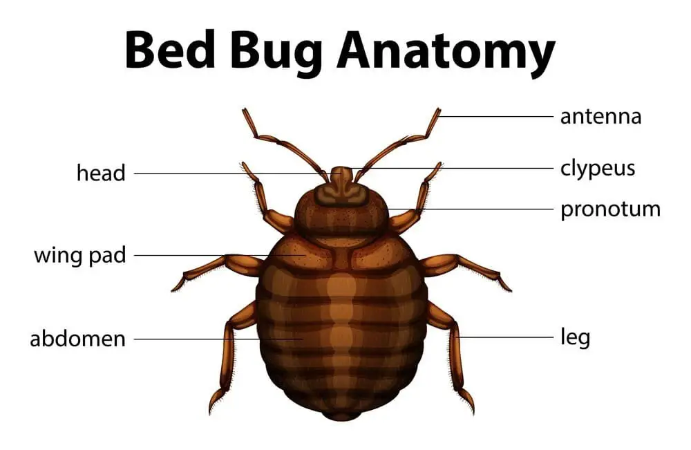 Bed bug anatomy