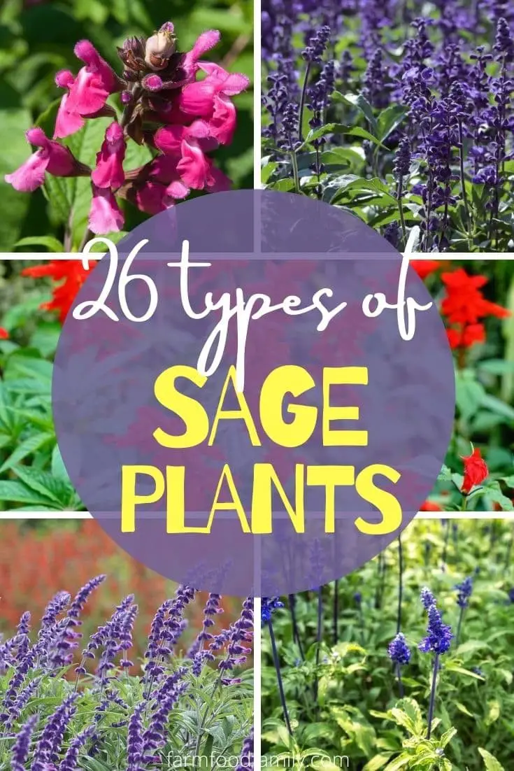 26 Types Of Sage Plants For Your Garden: From Culinary To Medicinal Uses