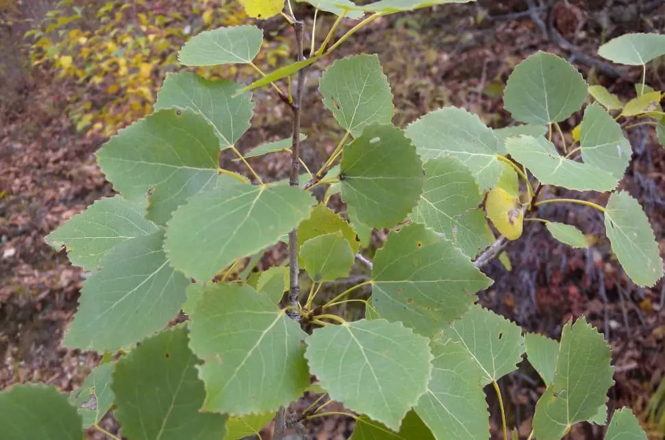 Korean Aspen (Populus davidiana).