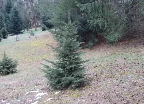 Tiger-tail spruce (Picea torano)