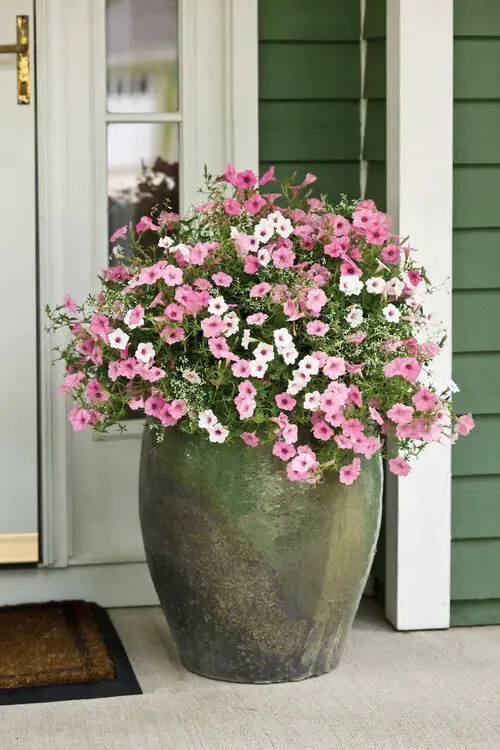 Clay pot with petunias