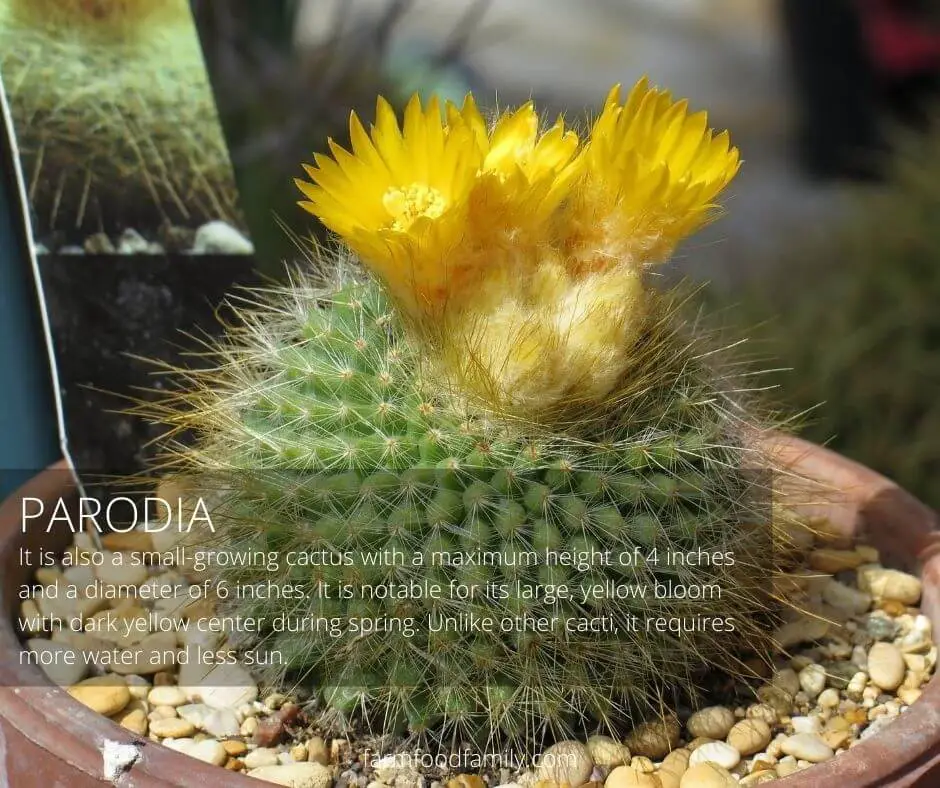 Parodia