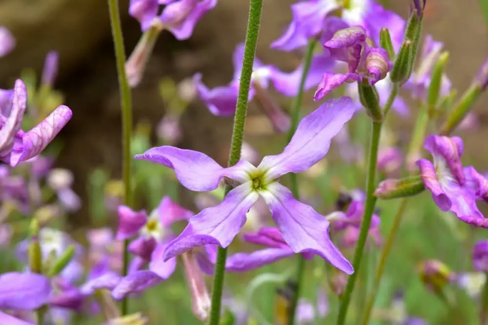 Night scented stock