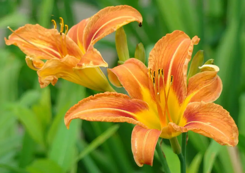 Daylily