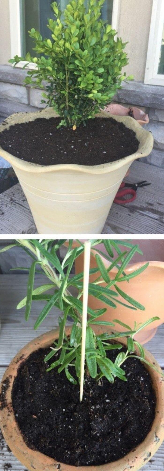 DIY Living Rosemary and Boxwood Topiary