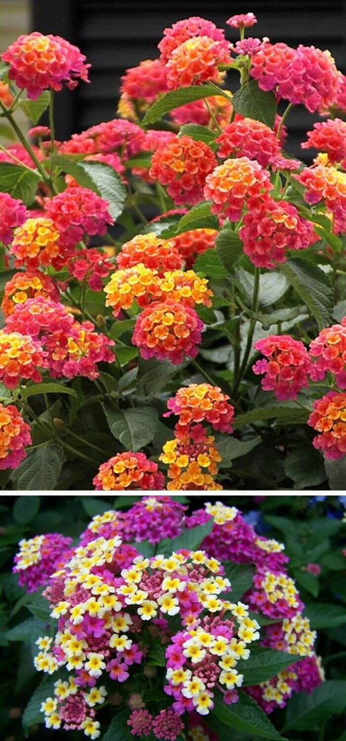 Lantana (Lantana camara)