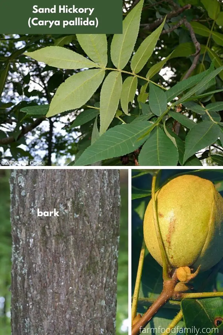 Sand Hickory (Carya pallida)