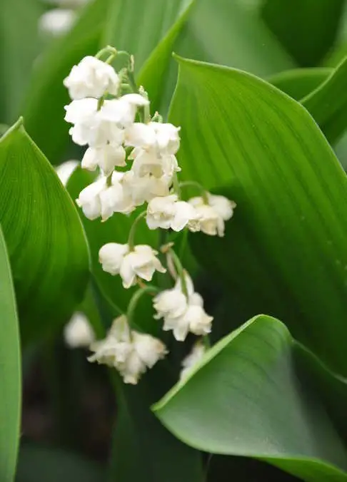 Convallaria majalis ‘Flore Pleno’