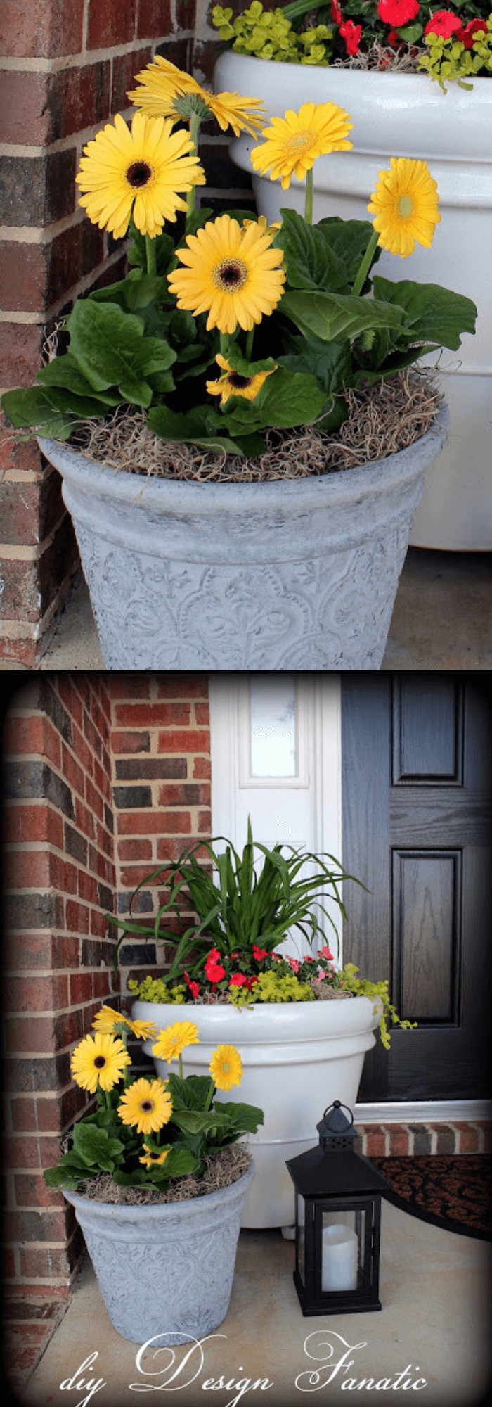 Gray pots with yellow Gerbera Daisies