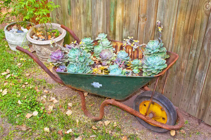 Rusty wheelbarrow with succulent plants