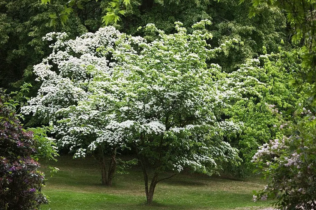 Kousa dogwood (Cornus kousa)