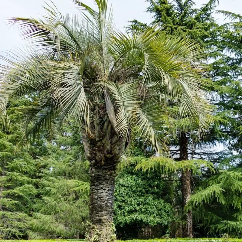 Pindo Palm (Butia Capitata)