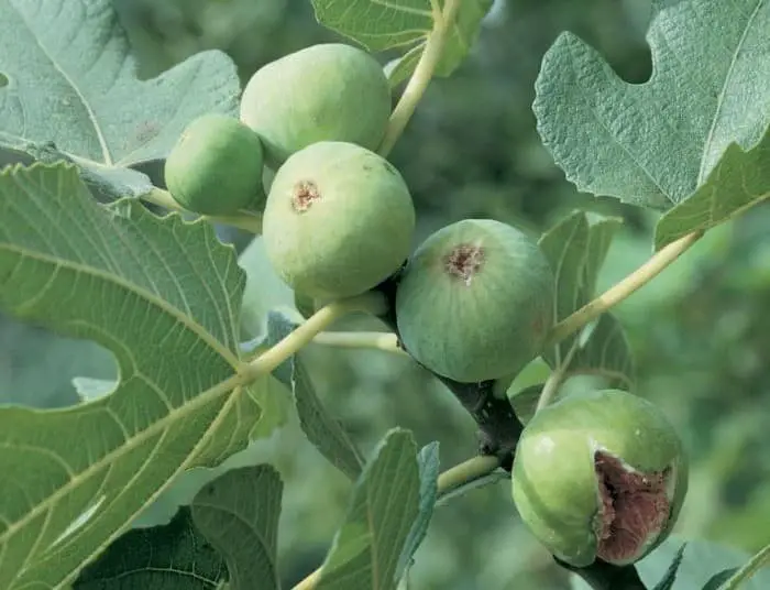 White Genoa Fig Tree