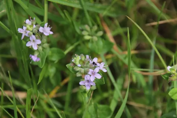 Slender mint, Mentha diemenica (means “of Tasmania”)