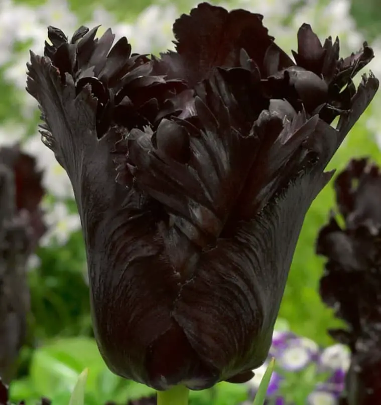 Tulipa ‘Black Parrot’ (Parrot Tulip).