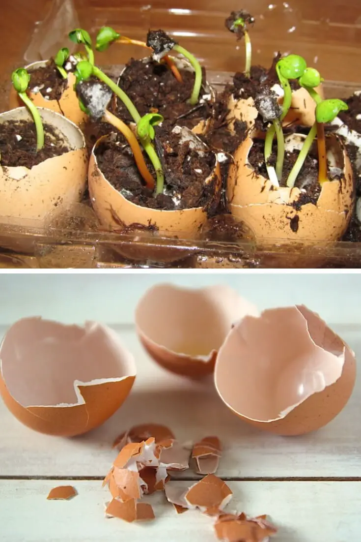 #1. Grow a Garden in an Eggshell