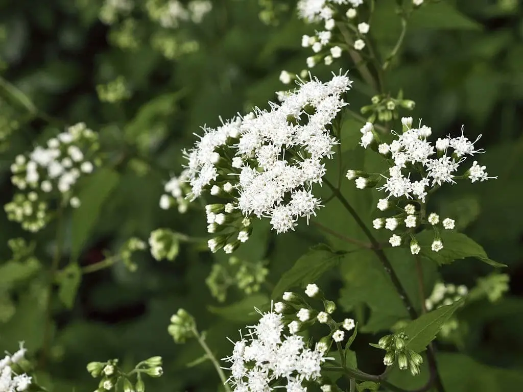 Snakeroot