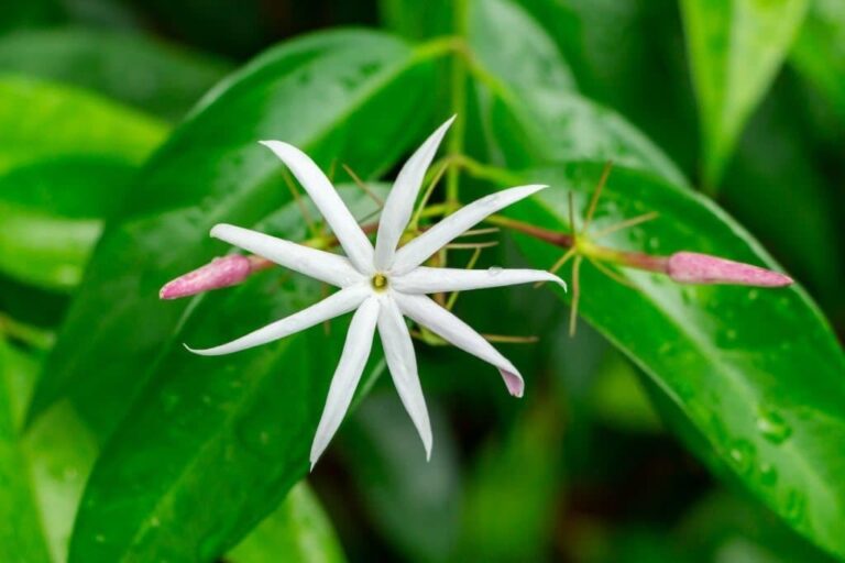18 Different Types Of Jasmine Flowers: A Comprehensive Guide