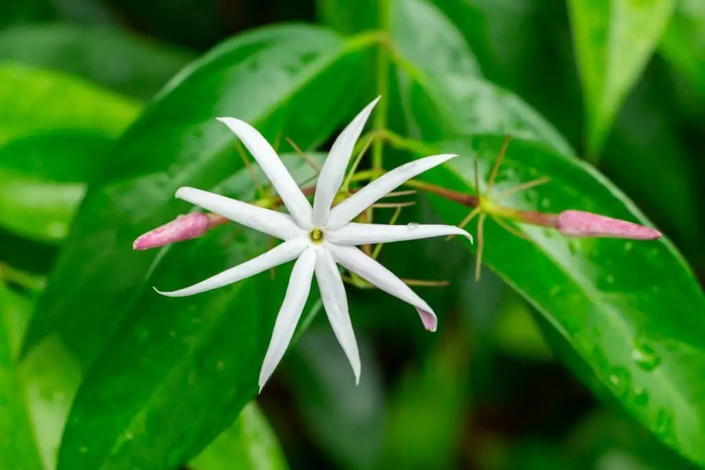 Angel Wing Jasmine (Jasminum nitidum)