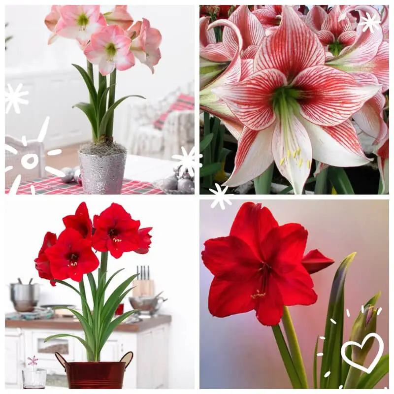 Amaryllis Flowers