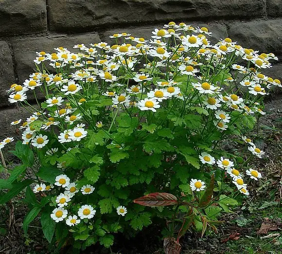 Feverfew (Tanacetum parthrnium)