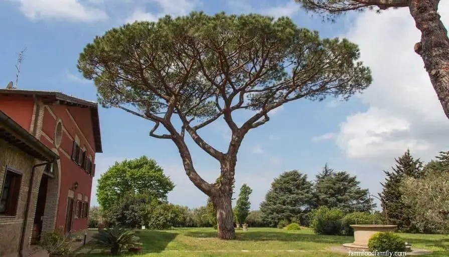 Majestic lone pine