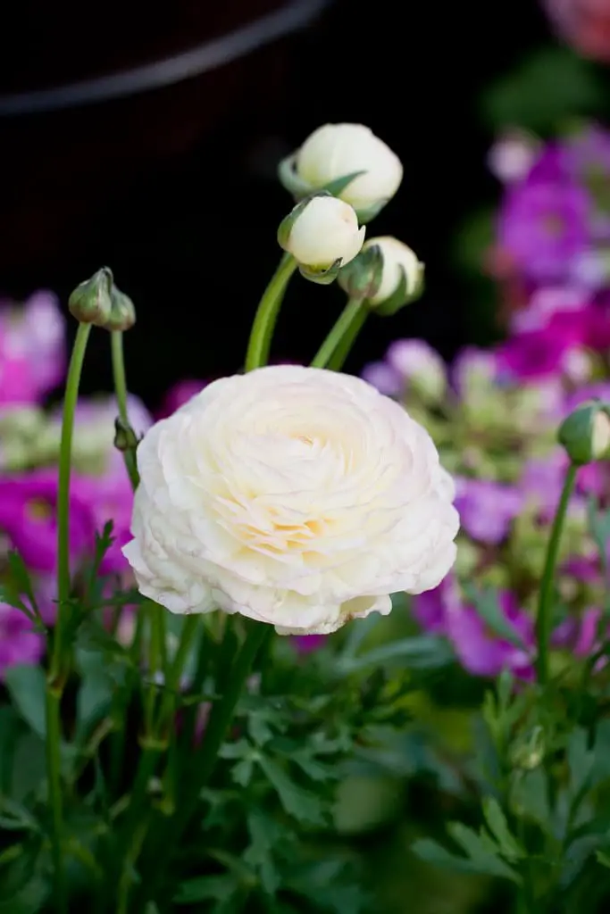 Persian Buttercup (Ranunculus)