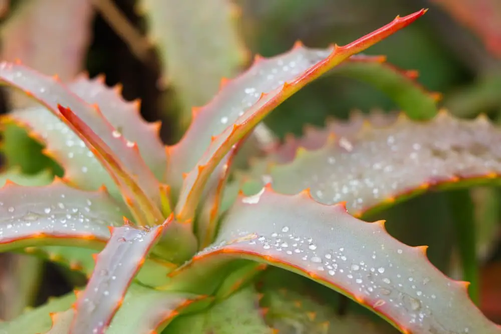 Van Balen’s Aloe (Aloe vanbalenii)