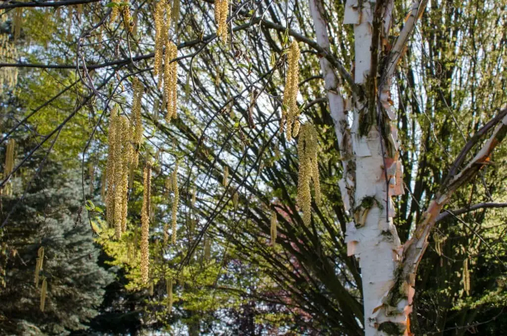 Chinese Red Birch (Betula Albosinensis)