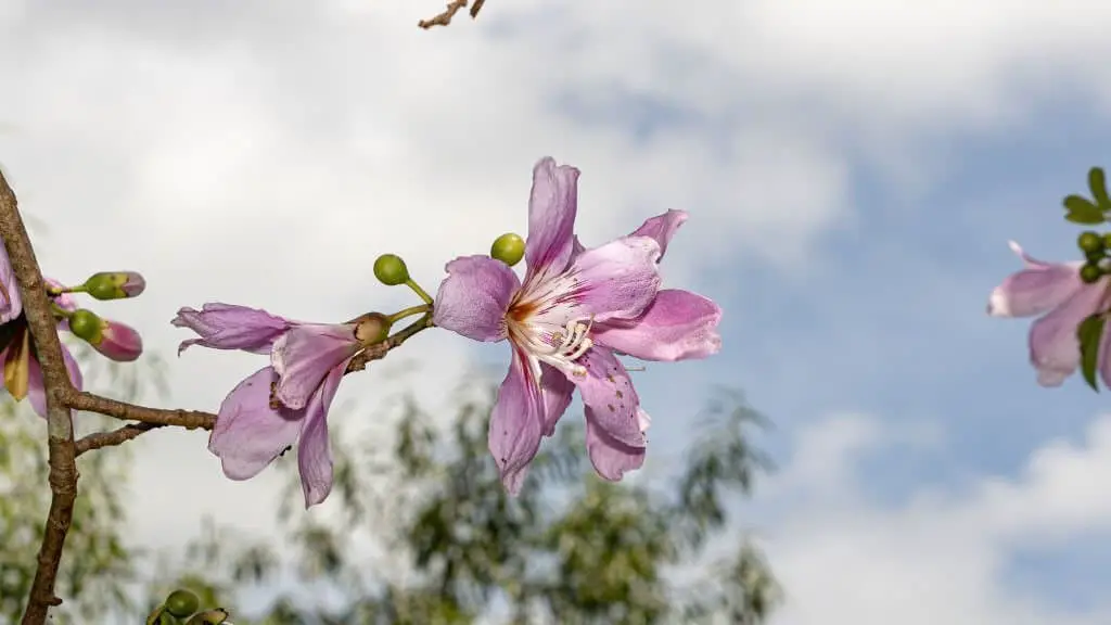 Silk Floss Tree (Ceiba speciosa).