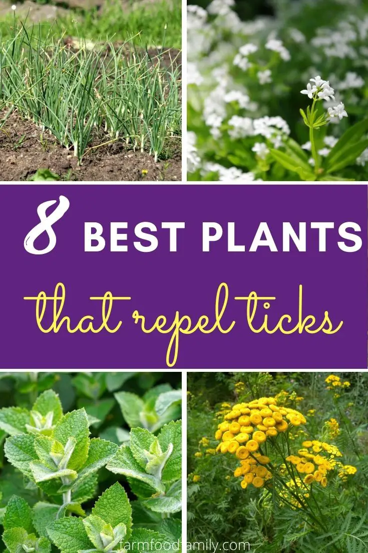 Natural Tick Repellent: 8 Plants That Repel Ticks