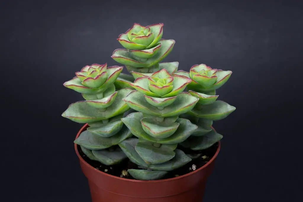 String of Buttons (Crassula perforata).