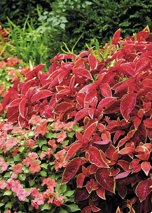 Choose plants with vibrant leaves.