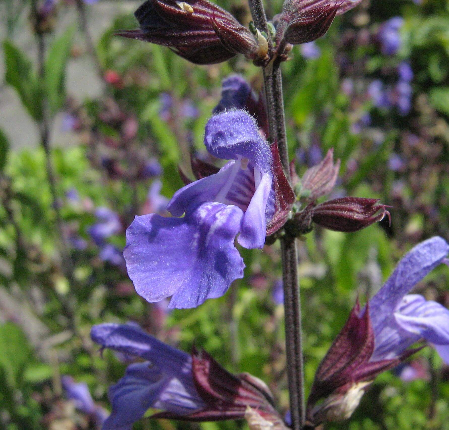 Buying Young Sage Plants from Garden Centres and Nurseries