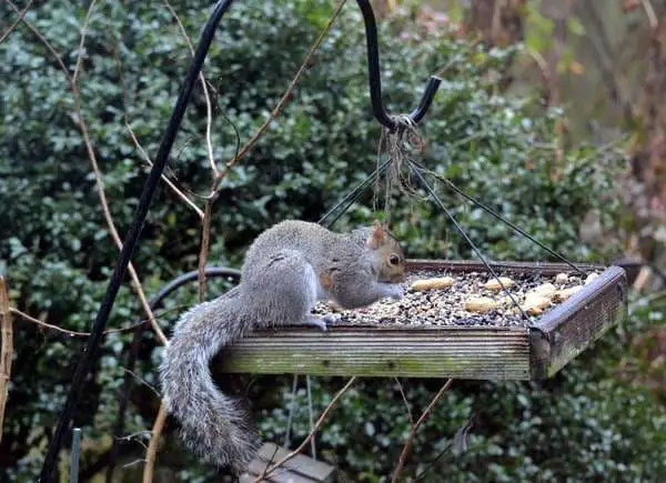 Platform squirrel feeder